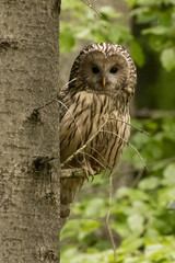 Ural owl (Strix uralensis) in the wild .