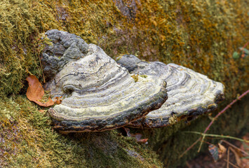 Zunderschwamm Pilz an einem Baum