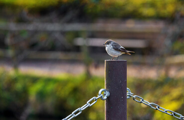 Kleiner Vogel auf einem Pfeiler im Park