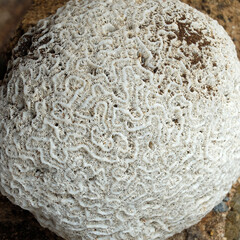 A large piece of dead coral looking like a brain on a beach on Curacao