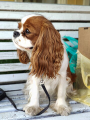 cavalier king charles spaniel