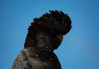 Black Cockatoo portrait with blue sky background