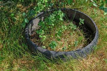 The border of a garden flowerbed from a car tire close-up