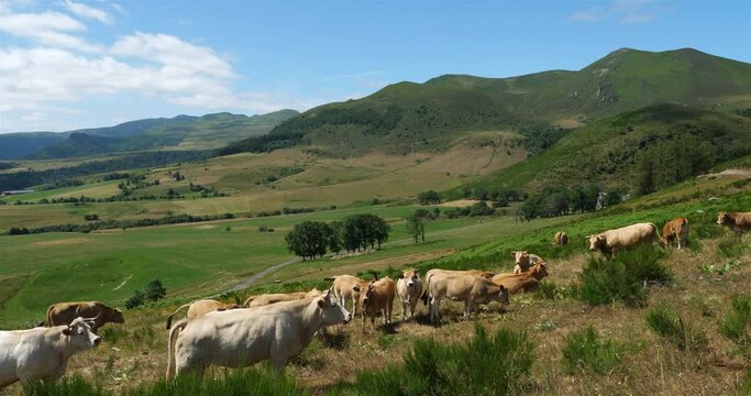 Grazing cattle in the Col de la Morand also known as Col de Dyane, Region Auvergne, Puy de Dome, France