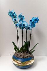 Blue phalenopsis orchid in blue and gold color ceramic vase standin against white wall.