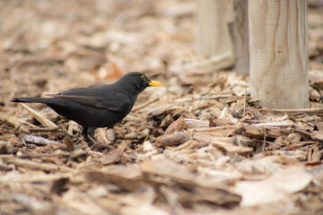 black bird on wooden floor