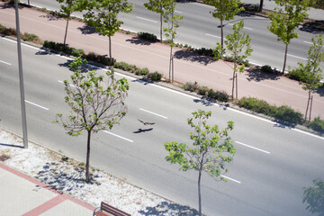 eagle flying along the road