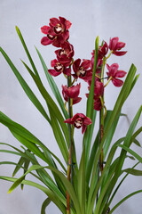Close up picture of blossoming burgundy  cymbidium orchid with green long leaves. 