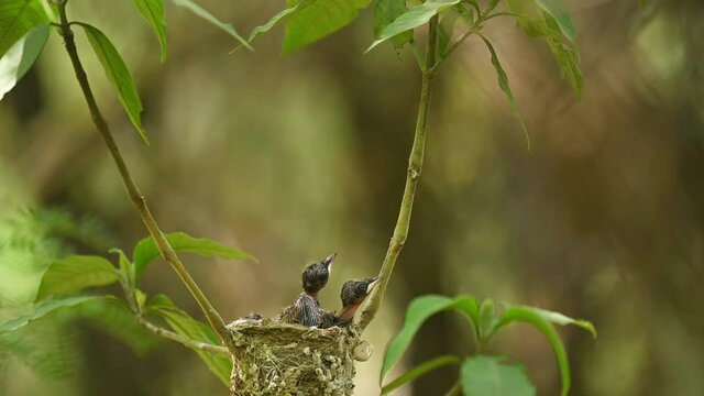 Asian paradise flycatcher feeding Chicks