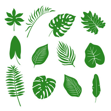Set of silhouettes of green tropical leaves of monstera plants and palm trees. Vector illustration isolated on white background.