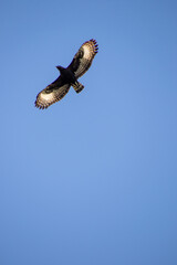 A long-crested eagle viewed from below isolated in clear blue sky in South Africa