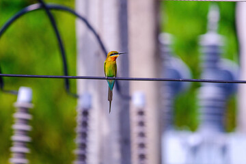 color bird on a wire at thae electrical substation