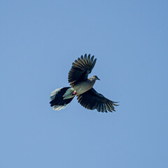 bird in flight on blue sky. with wings fully 