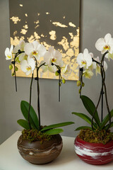 Umbrella shape white orchid plants in round ceramic vase. Plant in interior with painting on the wall.