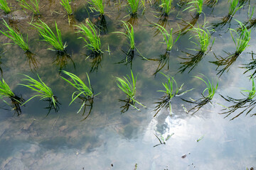 田植えの澄んだ6月の田んぼのクローズアップ
