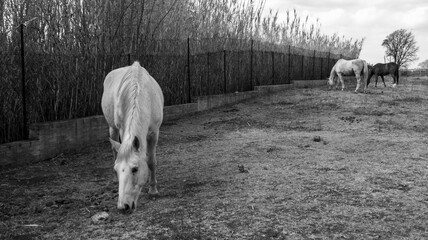 Horses in a field grazing the grass 