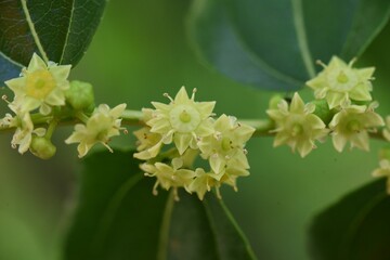 Jujube flowers. Rhamnaceae deciduous fruit tree. Berry is edible and medicinal.