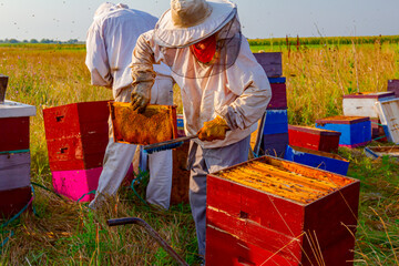 Two apiarists, beekeepers are harvesting honey, vintage