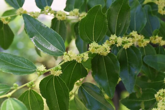 Jujube flowers. Rhamnaceae deciduous fruit tree. Berry is edible and medicinal.
