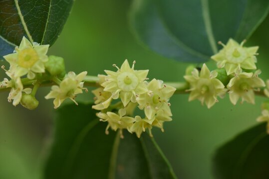 Jujube flowers. Rhamnaceae deciduous fruit tree. Berry is edible and medicinal.