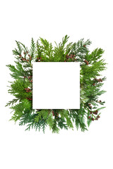 Cedar cypress leaf abstract background border on white. Natural eco green winter design element with copy space. Flat lay, top view.