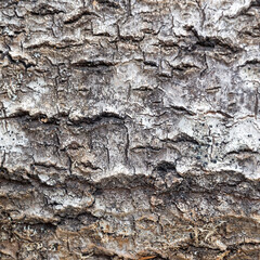 tree bark texture