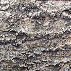 tree bark texture