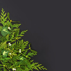 Winter solstice greenery background border with cedar cypress, mistletoe and ivy leaf sprig composition on dark grey background. Natural  fauna composition. Flat lay, top view, copy space.