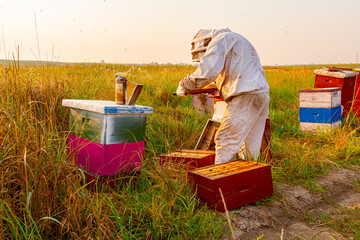 Apiarist, beekeeper is checking bees on honeycomb wooden frame