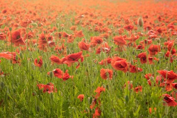 Field of red poppies close up. Field of Corn Poppy Flowers Papaver rhoeas in Spring. Veterans day.