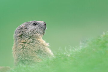 Beautiful portrait of Marmot in the grass (Marmota marmota)