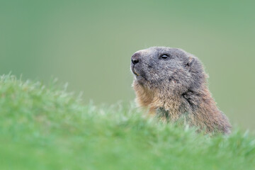 Naklejka na ściany i meble Portrait of Alpine marmot in the grass (Marmota marmota)