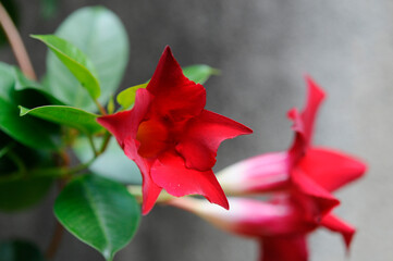 赤い花