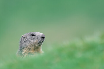 Naklejka na ściany i meble Alpine Marmot in the grass (Marmota marmota)