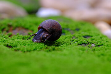 Black snail on grass with stone