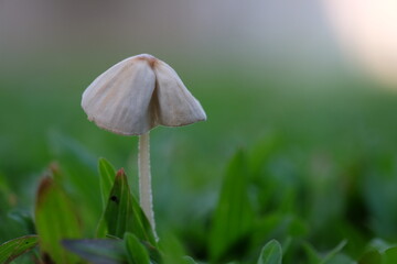 Small muchroom among green grass ,selective focus