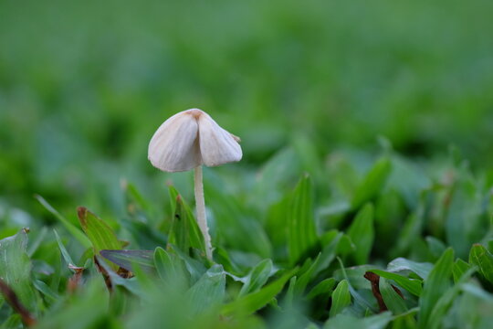 Small muchroom among green grass ,selective focus