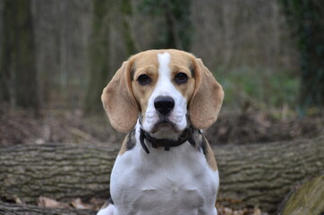 Beagle Hund Familienhund Natur Wald 