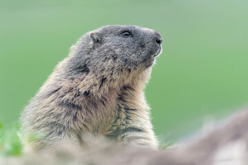 Alpine marmot on burrow (Marmota marmota)