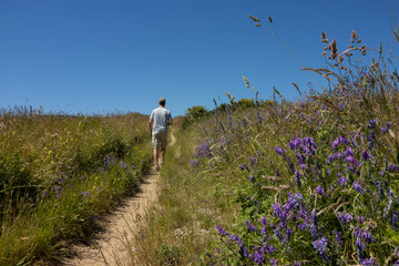 Obraz premium Beautiful walk on the Baltic island of Hiddensee with blue flowers on the wayside in summer. 
