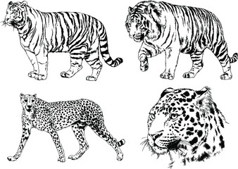 vector drawings sketches different predator , tigers lions cheetahs and leopards are drawn in ink by hand , objects with no background