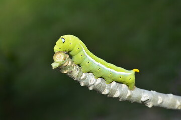 Oleander Hawk Moth Caterpillar (daphnis nerii) feeding on a plant