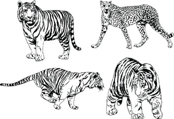 Obraz na płótnie Canvas vector drawings sketches different predator , tigers lions cheetahs and leopards are drawn in ink by hand , objects with no background