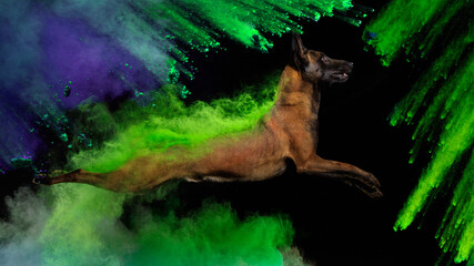 Belgian Malinois dog jumps in powder cloud - Powered by Adobe