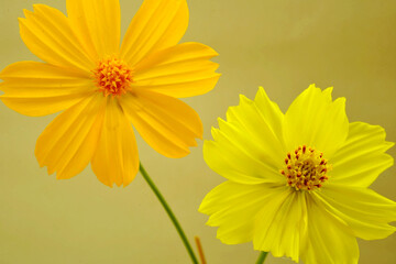 two shades of yellow Cosmos flower. (asteraceae)