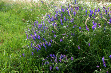 Tufted Vetch (Vicia cracca) growing on a river bank