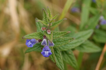 Scullcap (Scutellaria galericulata) wild flower
