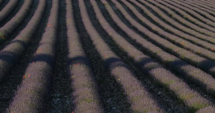 Field of lavenders, Provence, France.