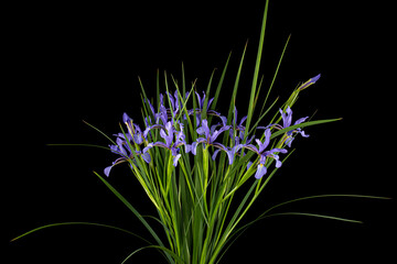 Fototapeta premium Bouquet of violet flowers marsh iris, lat. Iris pseudacorus, isolated on black background