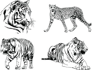 vector drawings sketches different predator , tigers lions cheetahs and leopards are drawn in ink by hand , objects with no background	
